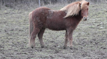 Urwildpferde (Przewalski-Pferde) und Pfauenziegen Tennenlohe beobachten