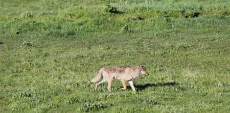 Wilde Wölfe in der Lausitz beobachten
